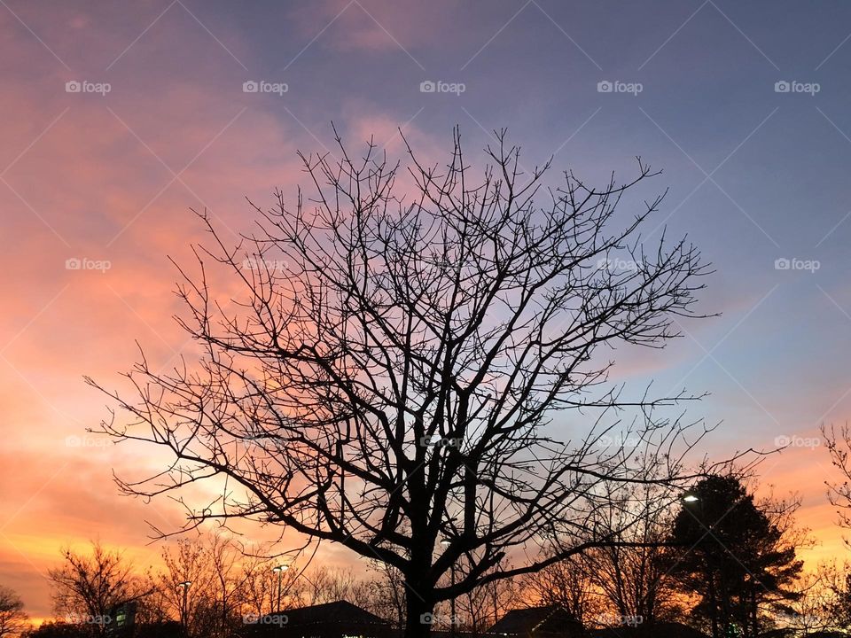 Sunset and tree