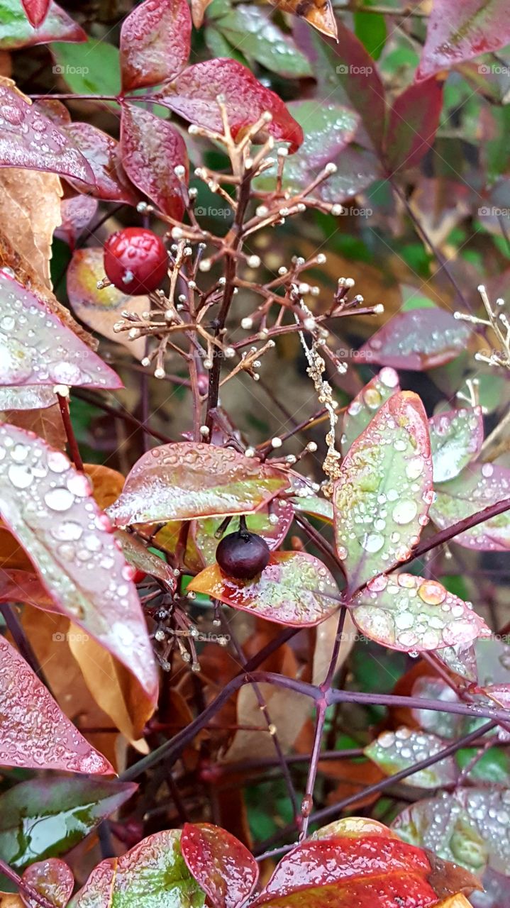 Rain drops gathering on bright colored leaves makes this an elegant sight.