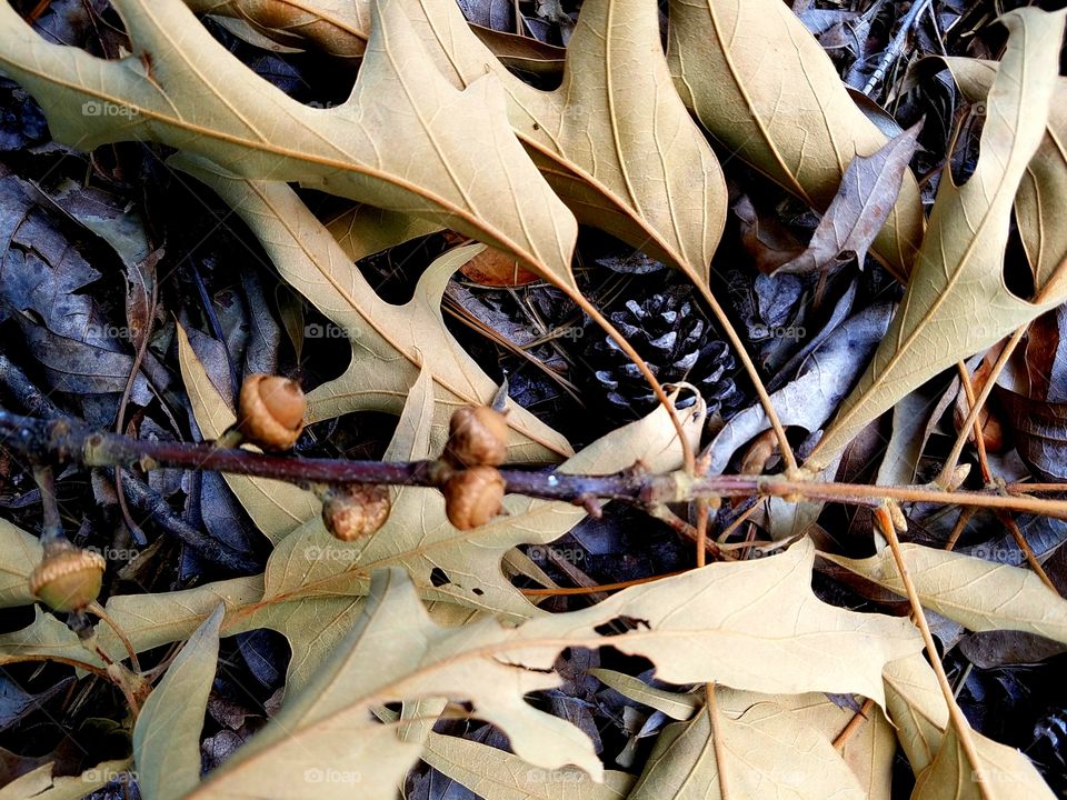 acorns, lesves and pinecones.