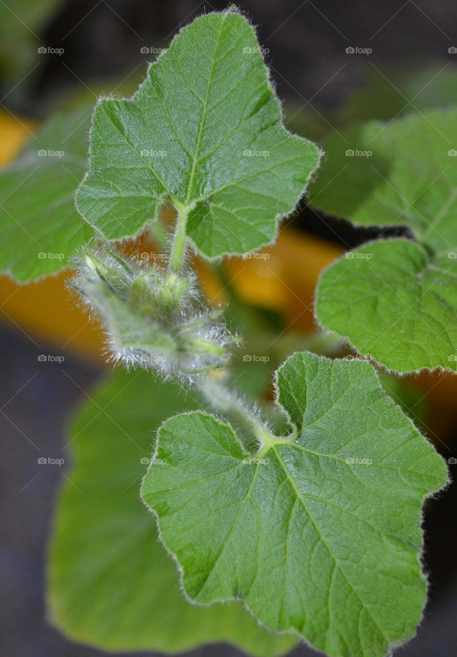 Leaf, Flora, Nature, Growth, No Person