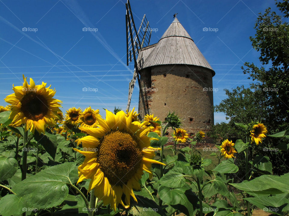 sky field blue sunflowers by urbanart