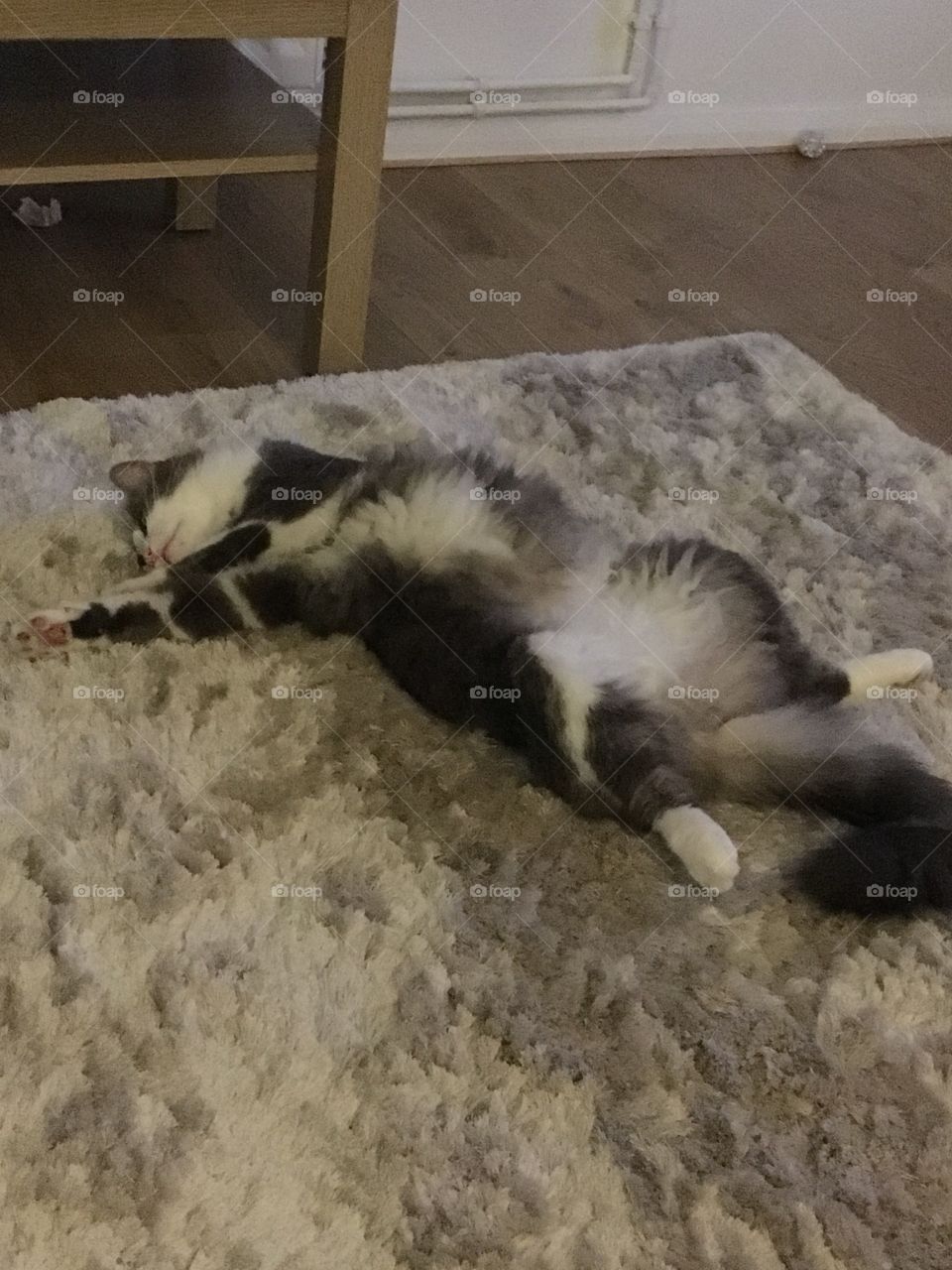 Lazy cat stretched out on the rug