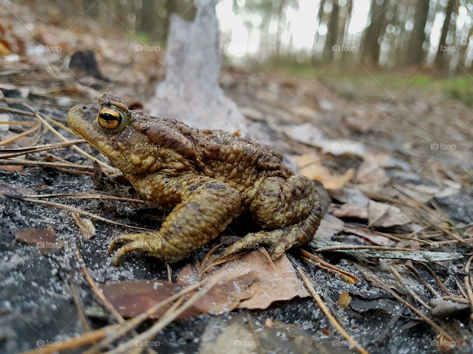 spring frog