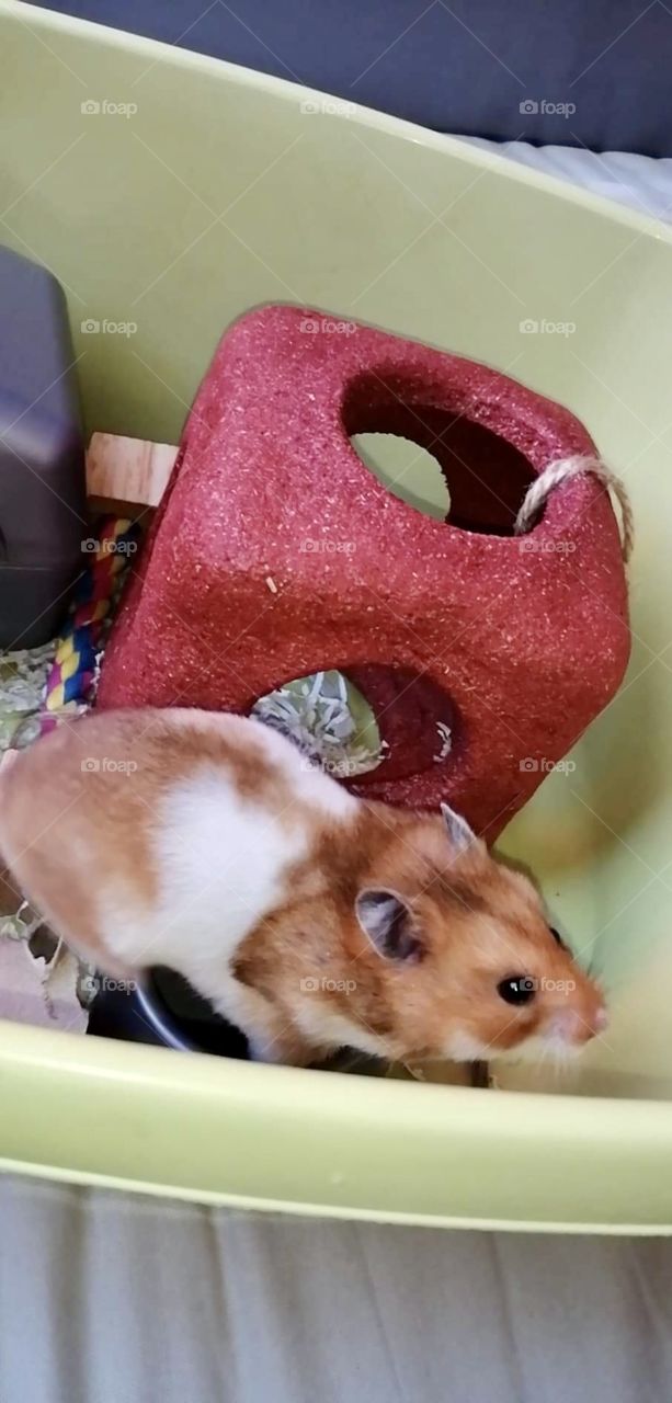 Jeemi the Hamster 🐹