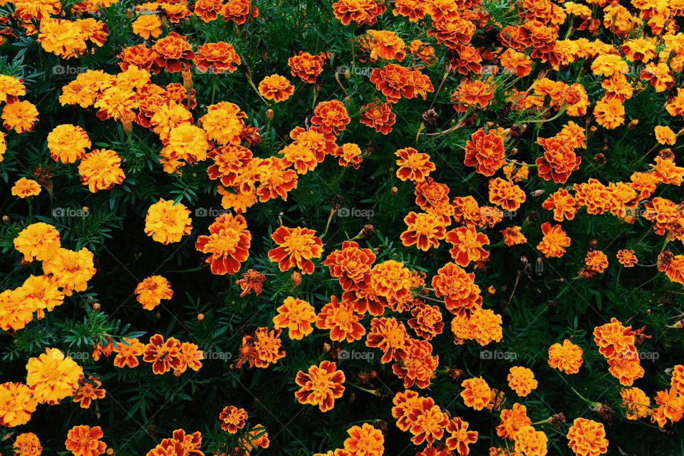 Marigold flowers in garden