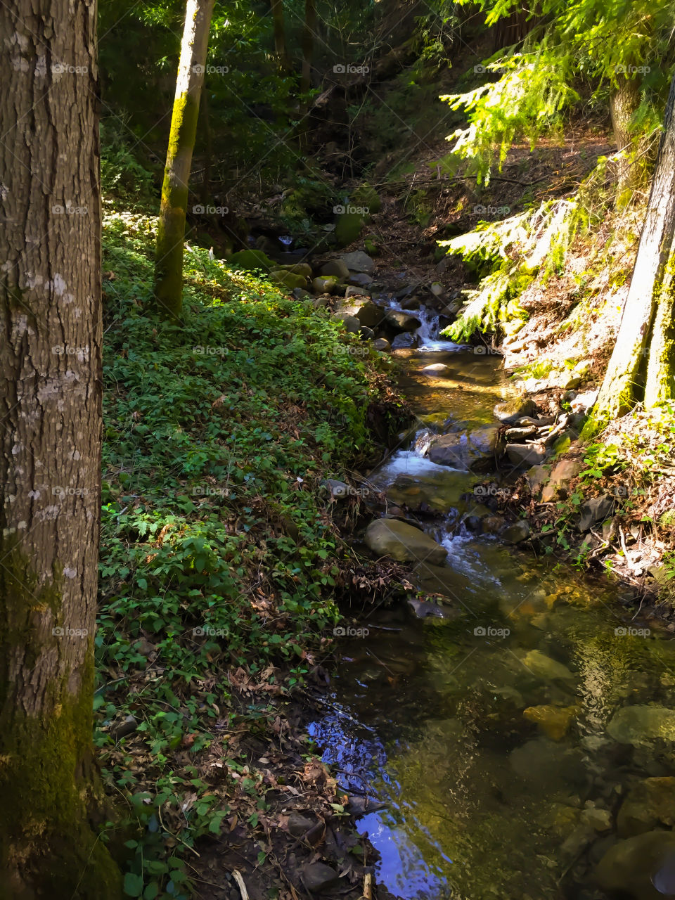 Stream flowing in wooded area, patchwork of slight and shadows.