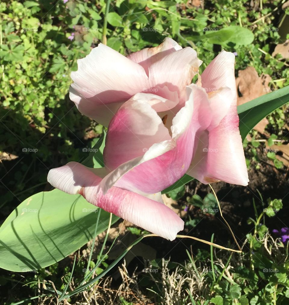 Ruffled tulip