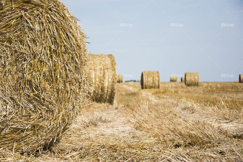 Bale of hay in the field