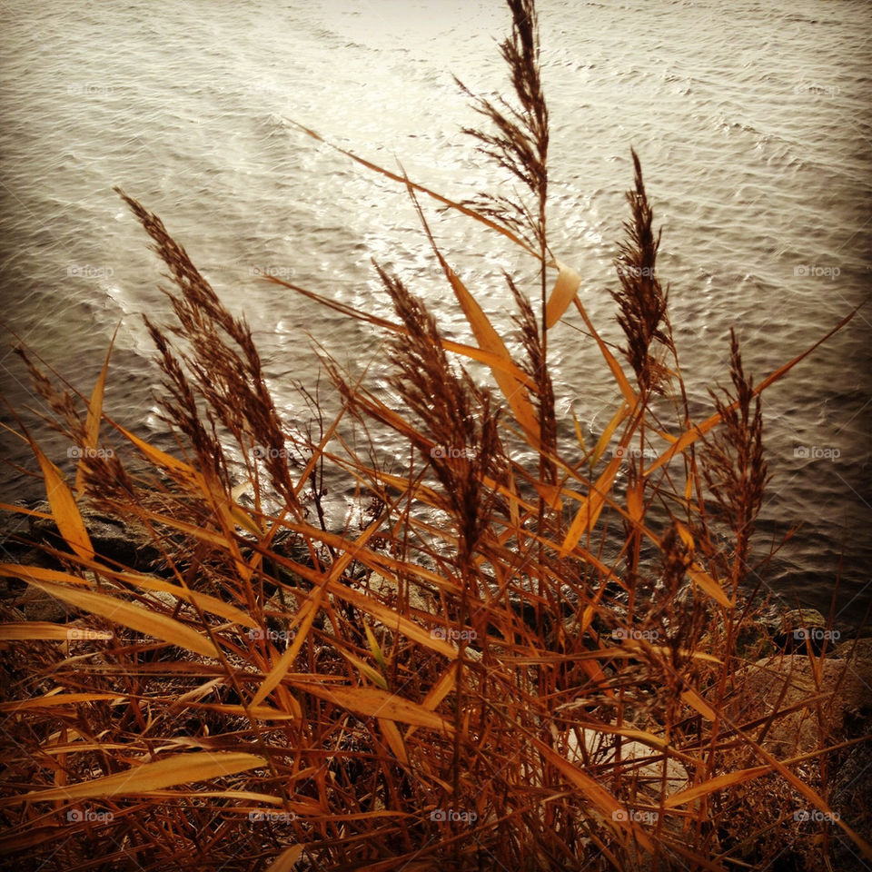 grass orange water sea by bubu