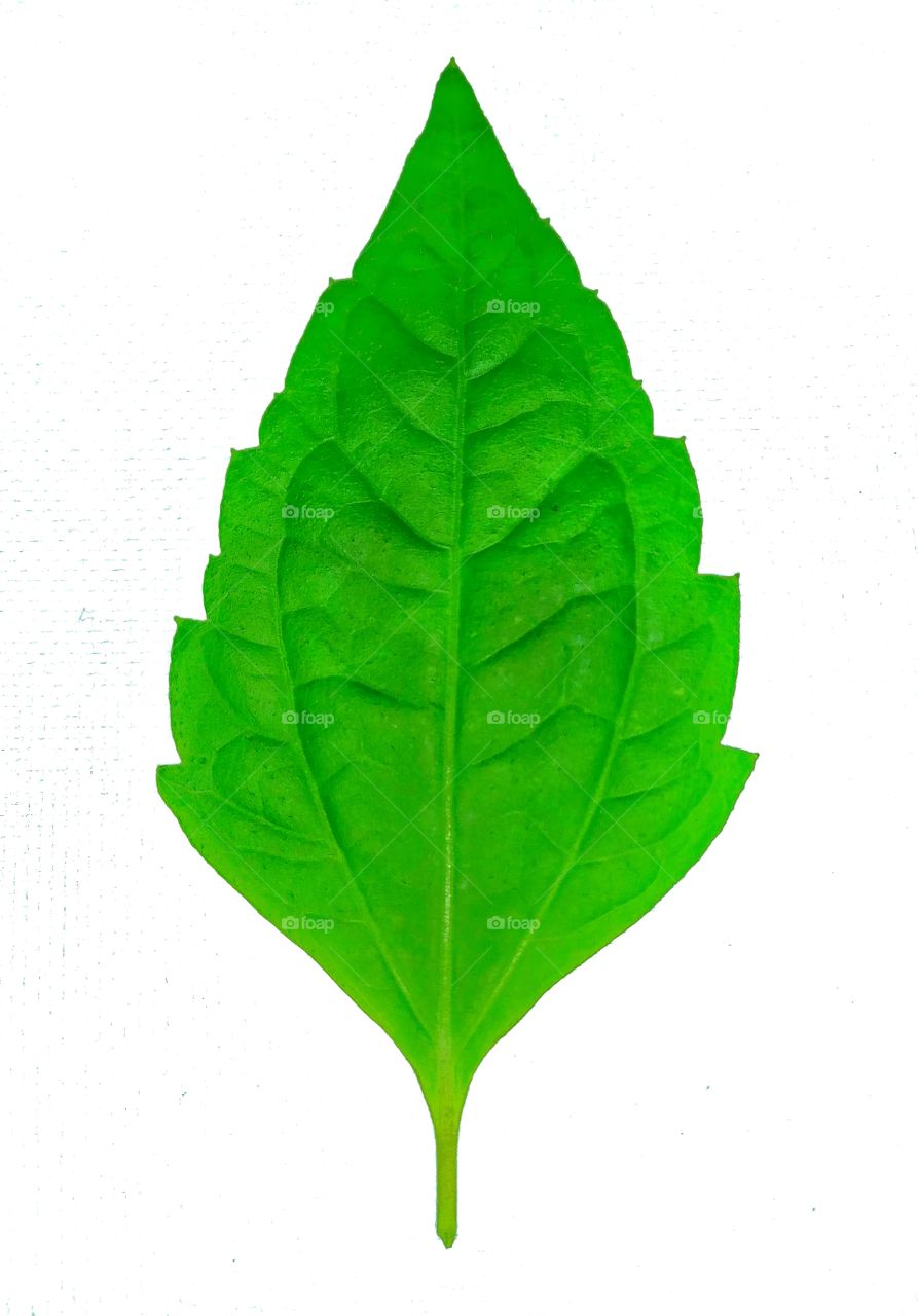 foliage