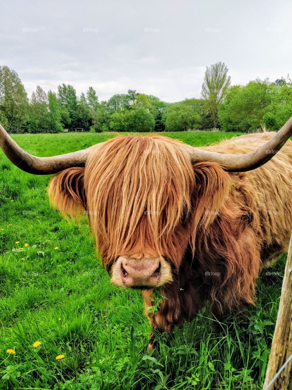A cow with a fabulous haircut we met on our sunday bikeride out in the Danish countryside