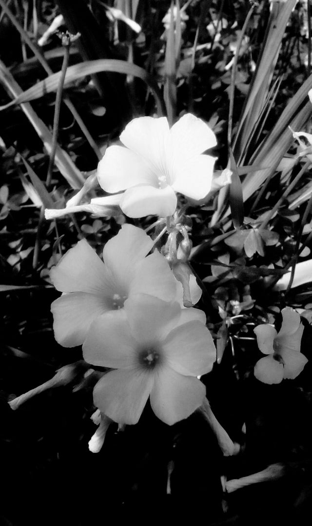 White blooming tropical flowers hanging
in nature in sunny day#monochrome#
shape#closeup#spring#season#exotic#
leaf#gift#pollen