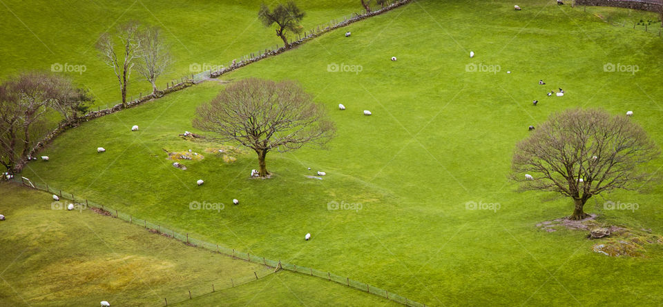 Grass, Golf, Landscape, No Person, Nature