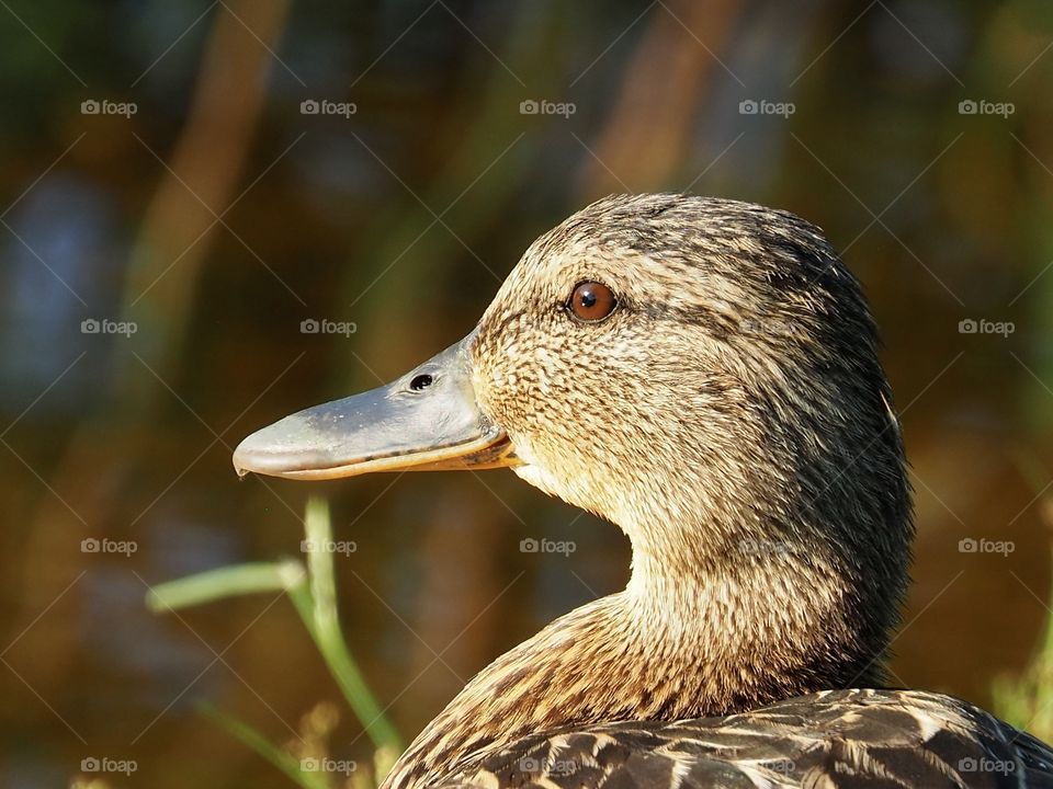 Duck