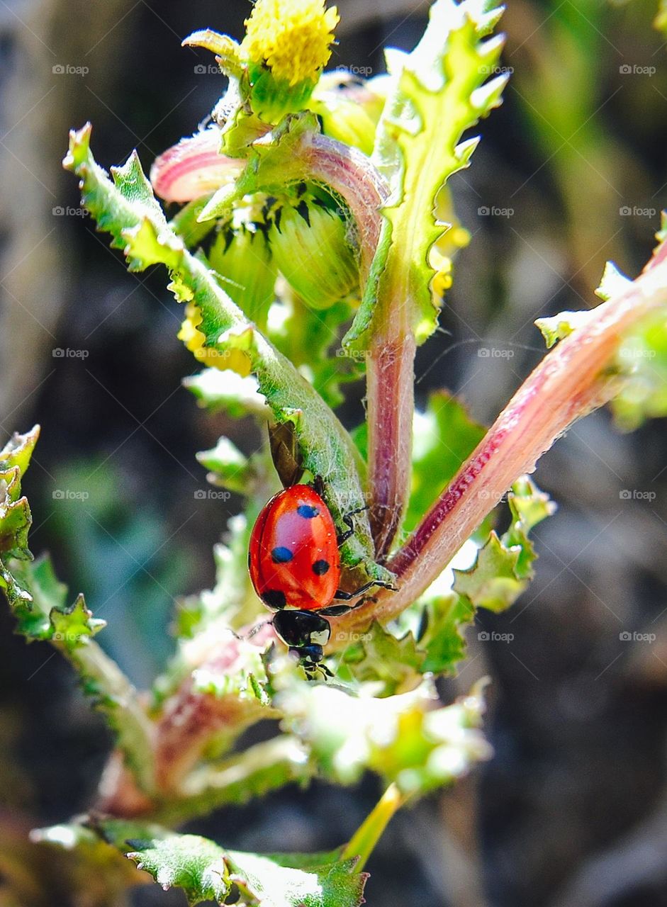 Ladybug