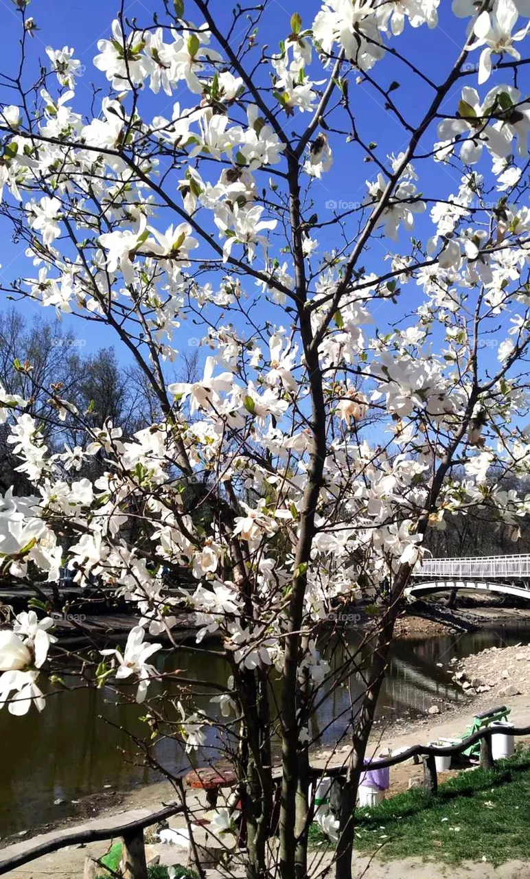 Spring in the park. Magnolia blossom.