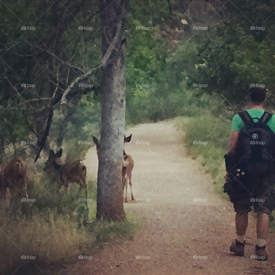 Deer. Hiking