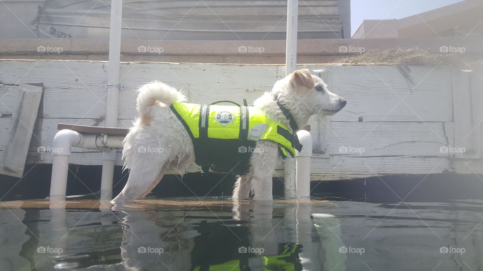 jack russell mix in life jacket at the river