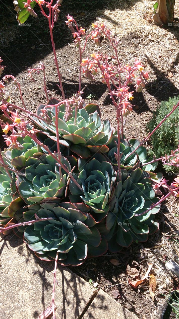 Echeveria Imbricata