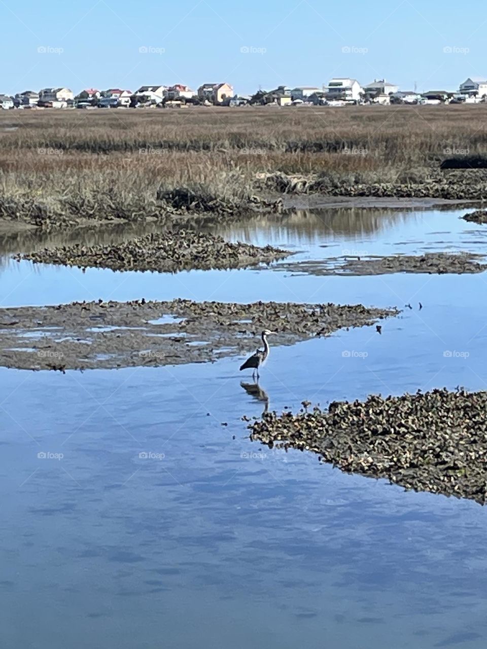 Marsh Bird