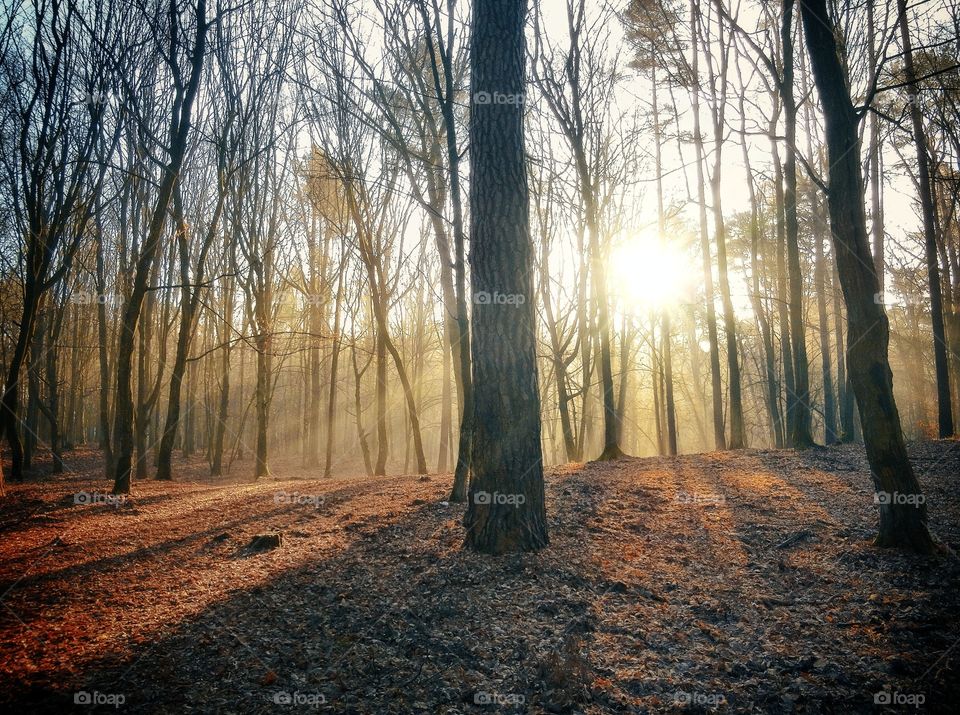 Morning forest