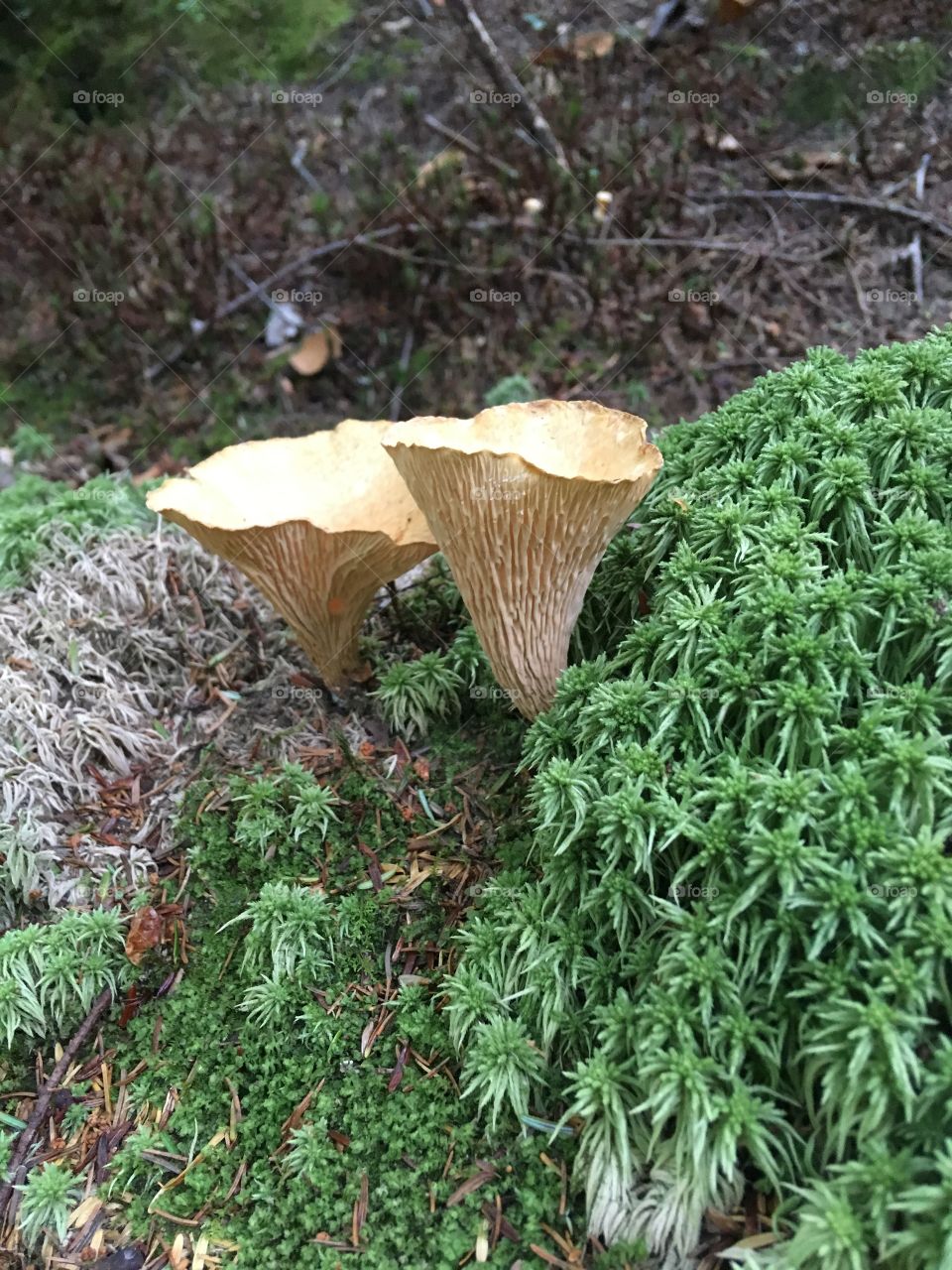 Mushrooms growing in Franconia state park