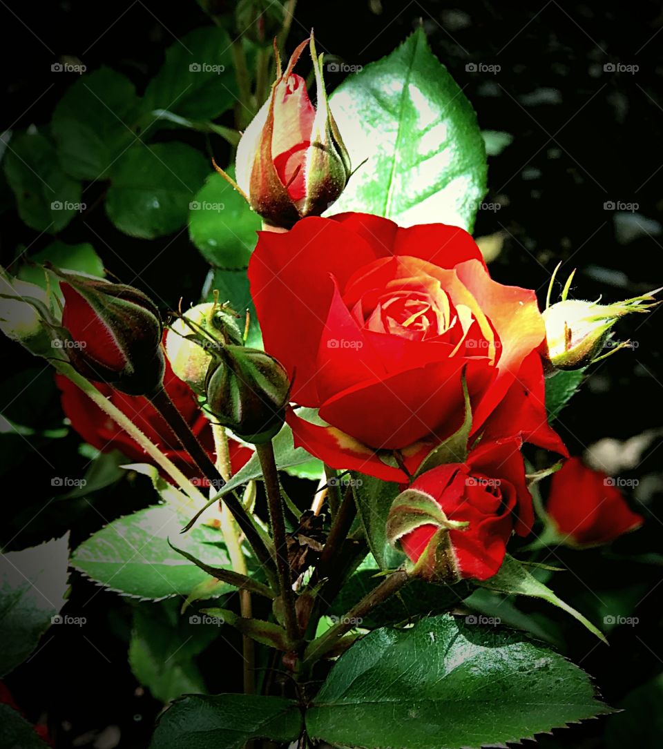 Red rose and buds