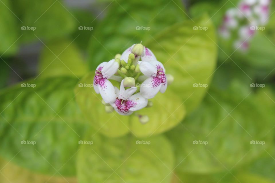 wild flower close up