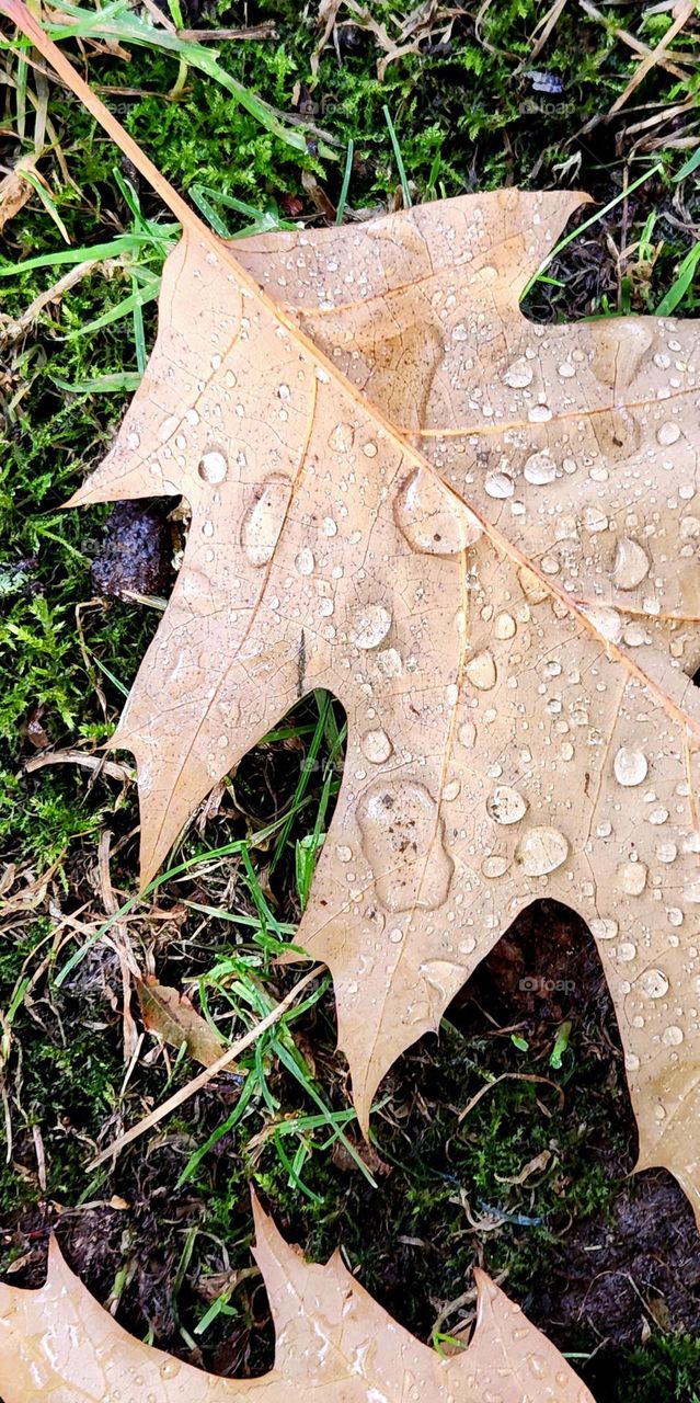 water droplets on a brown fallen leaf after a rain storm on an Autumn afternoon in Oregon