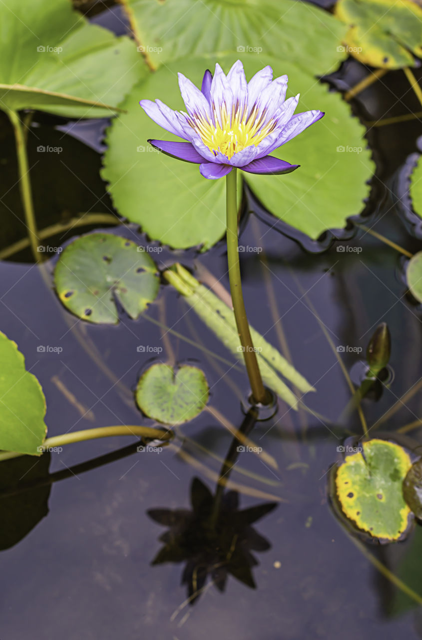 The beauty of the Purple Lotus Bloom in ponds And the reflection.