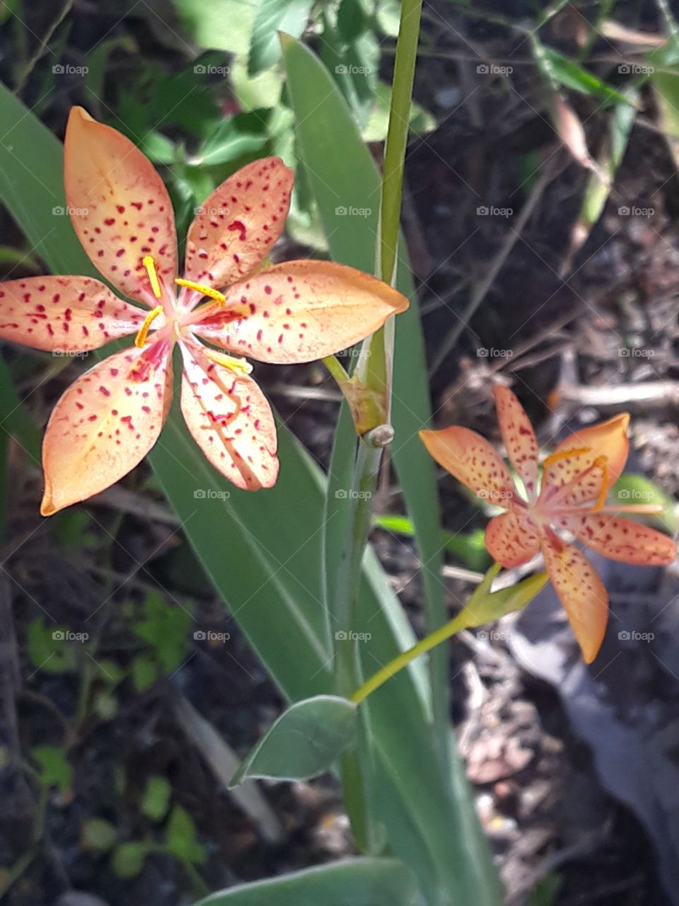 Double Tiger flower