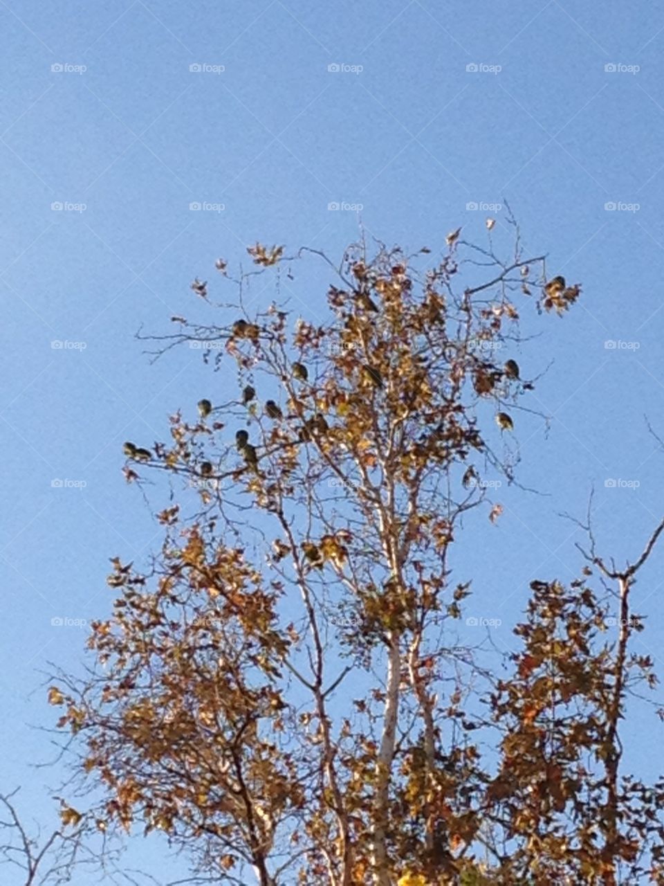 Parrots in a tree