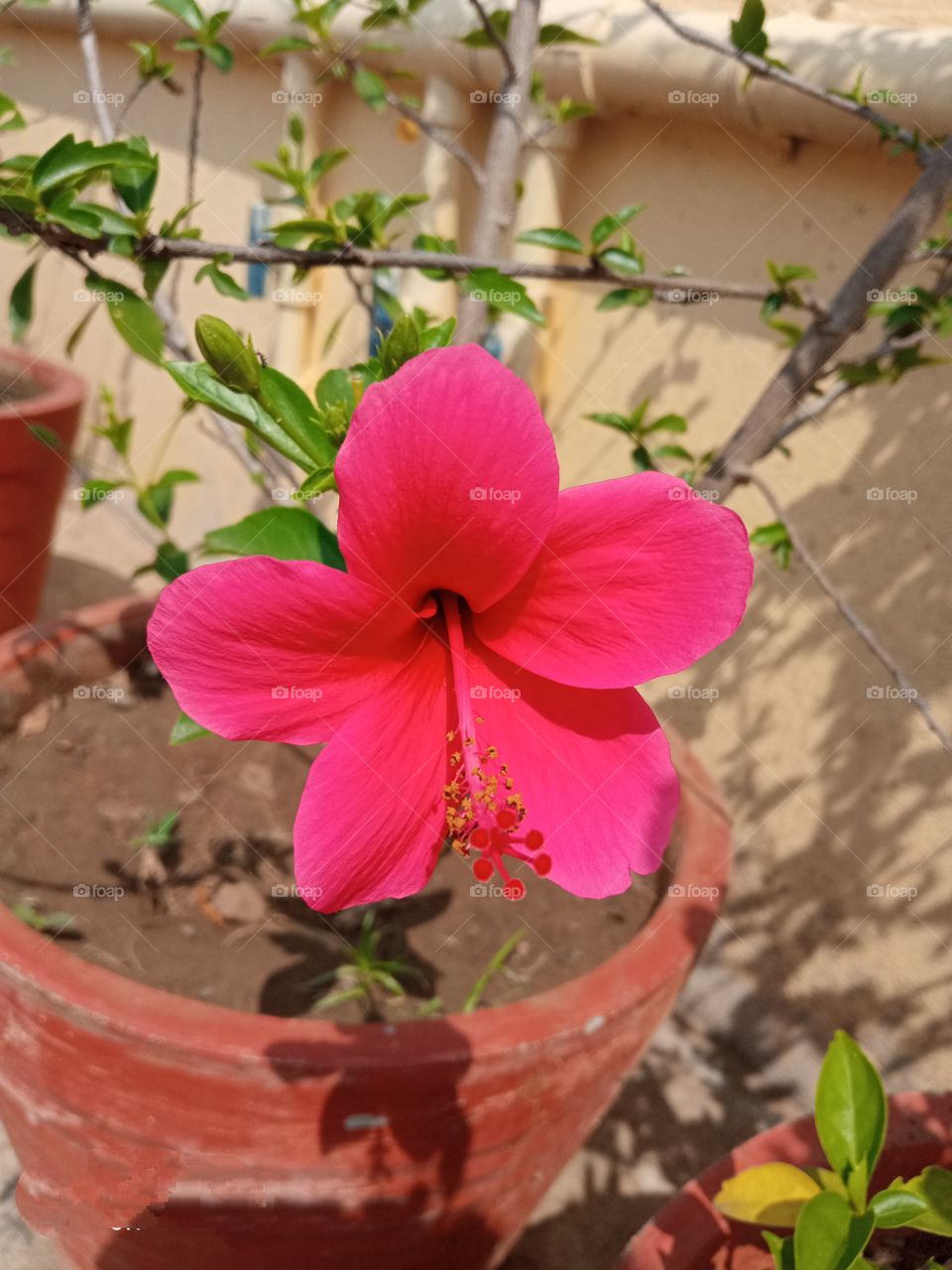 beautiful pink hibiscus 🌺flower🌺🌻🌹🌷