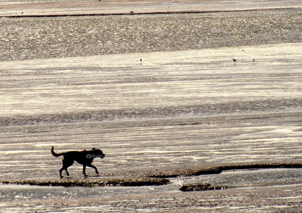 frolicking on the beach