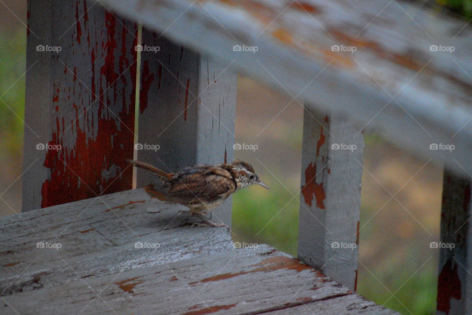 Bird on the deck. 
