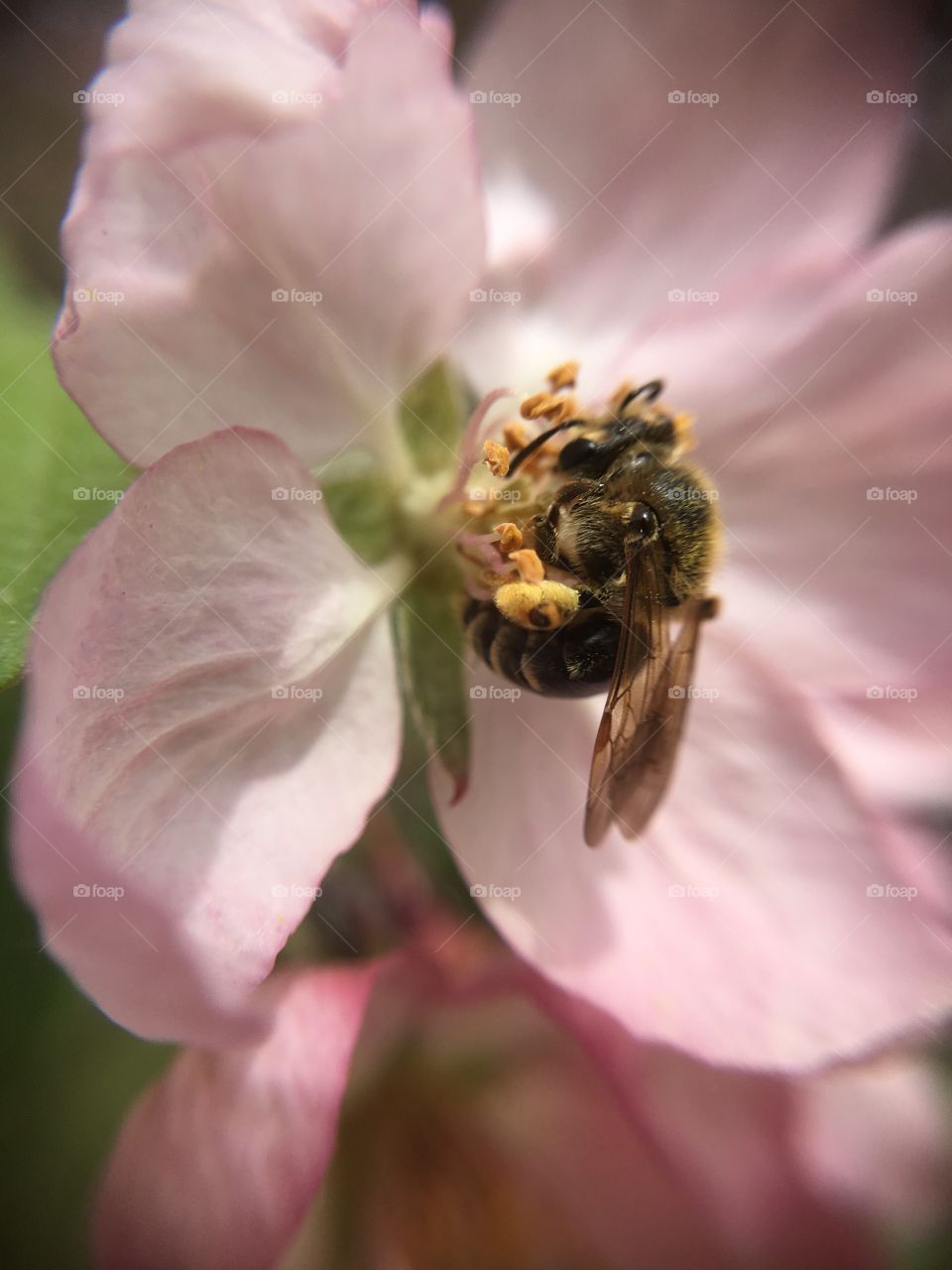 Bee on pink blossom