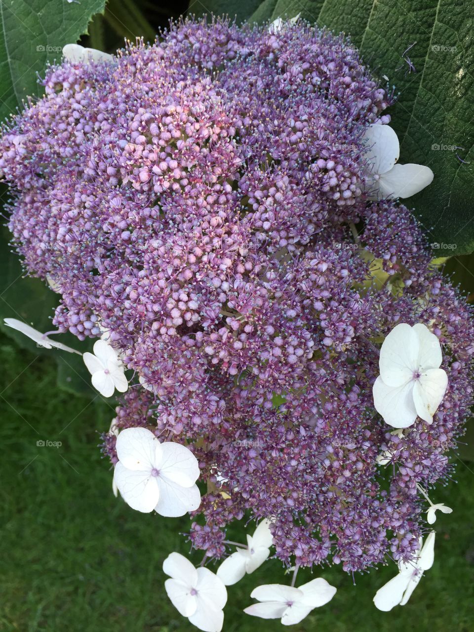 Catched at Solliden Sweden 