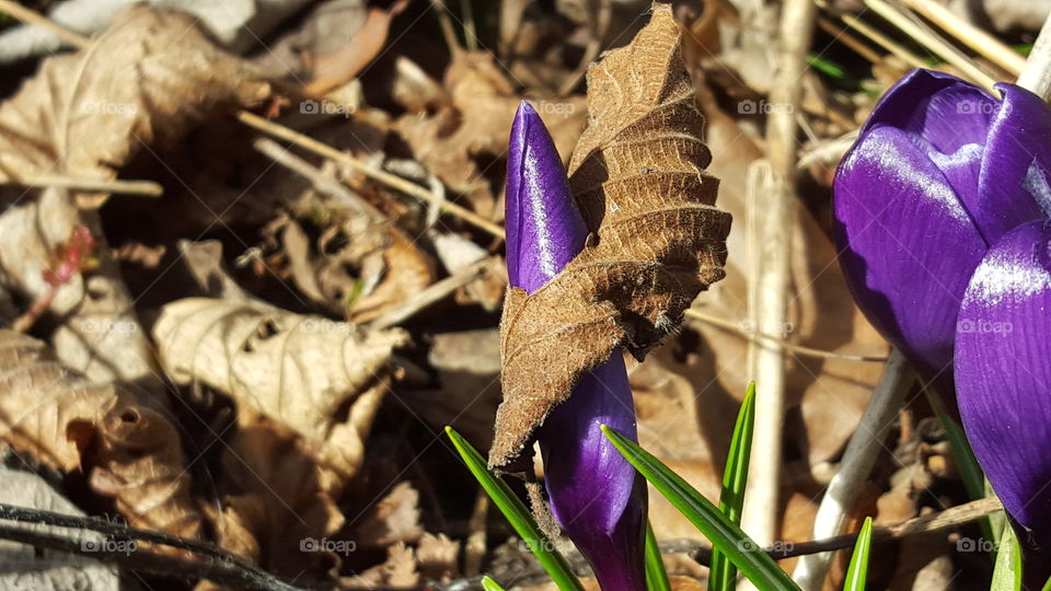 Crocus flower and dry leaves