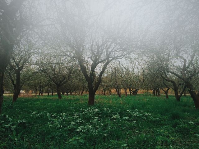 Foggy