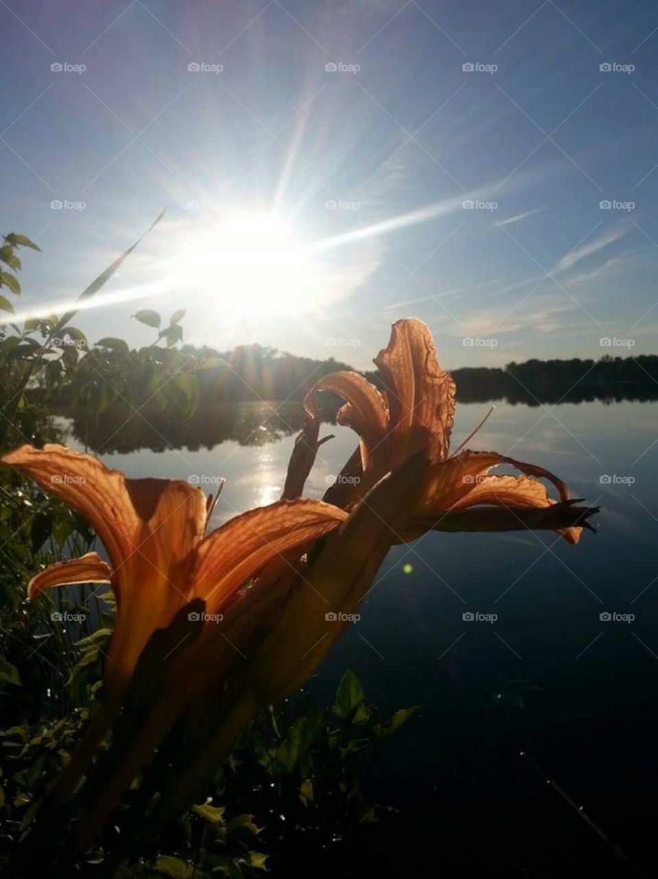 Flowers on the river