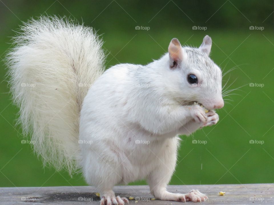 White squirrel