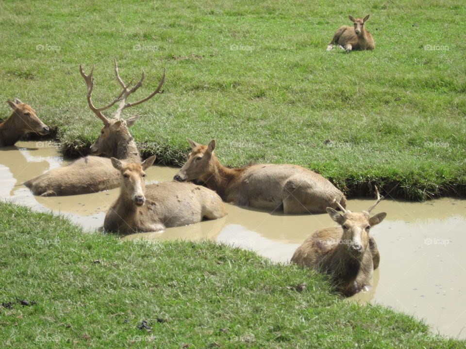 Animals bathing in the mud hole