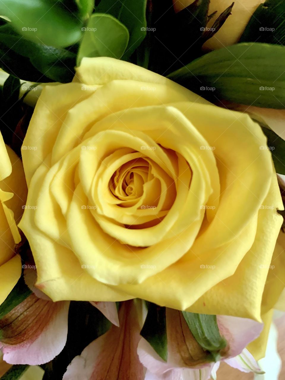 Yellow rose 