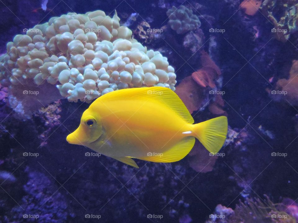 Yellow tang