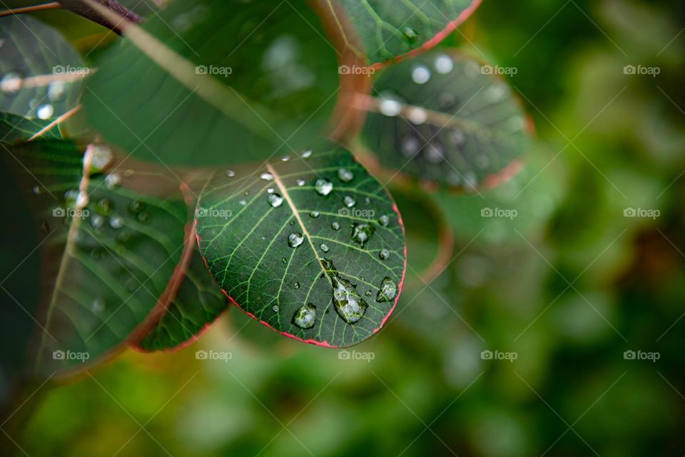 Closeup shot of the leaves of a smoke bush covered with water droplets 