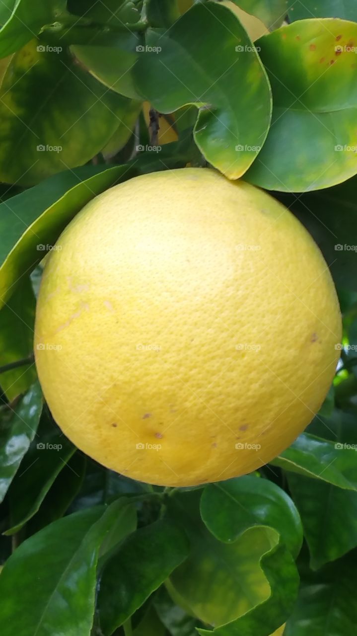Life is like a grapefruit.