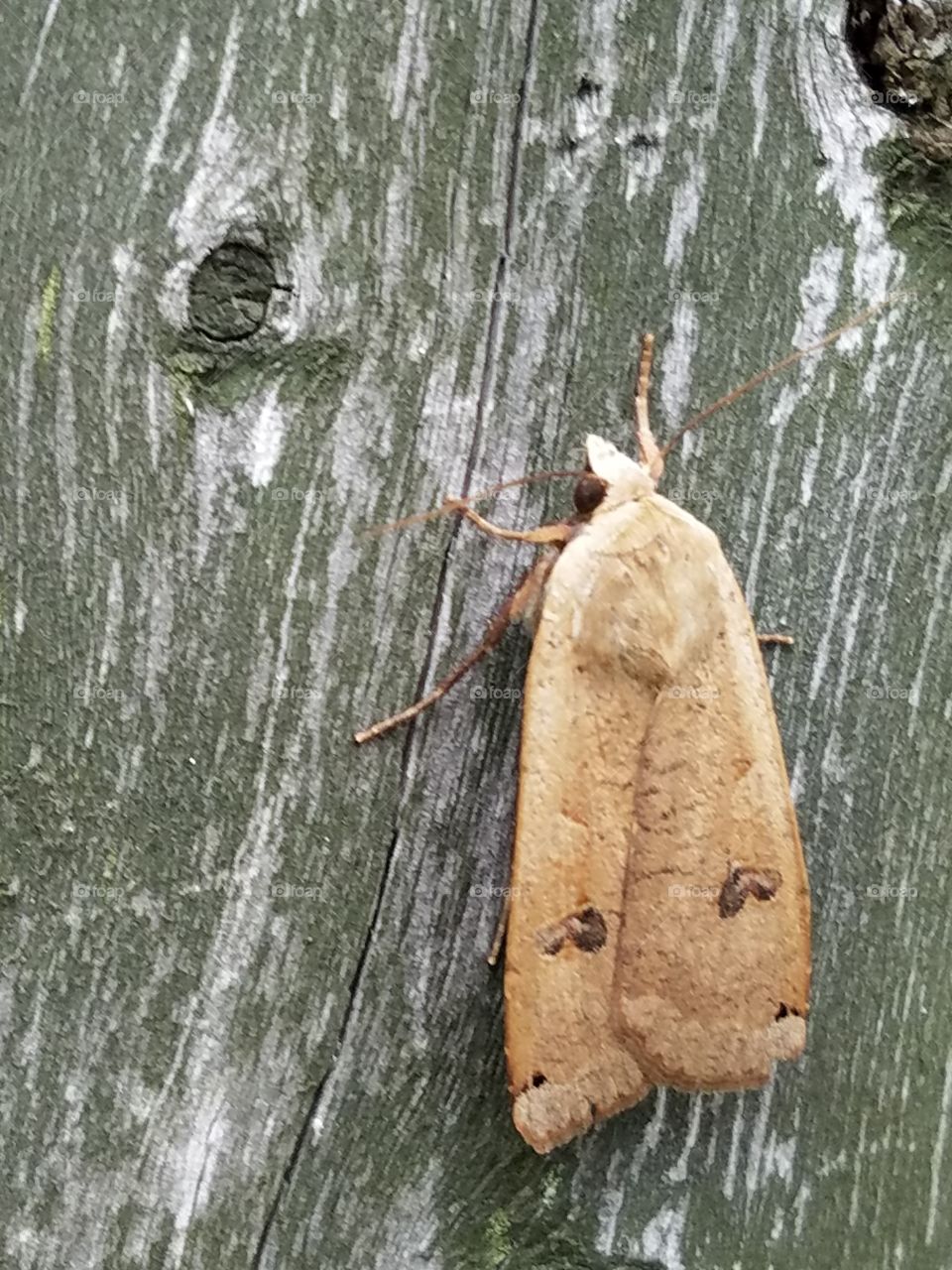 butterfly on the wood