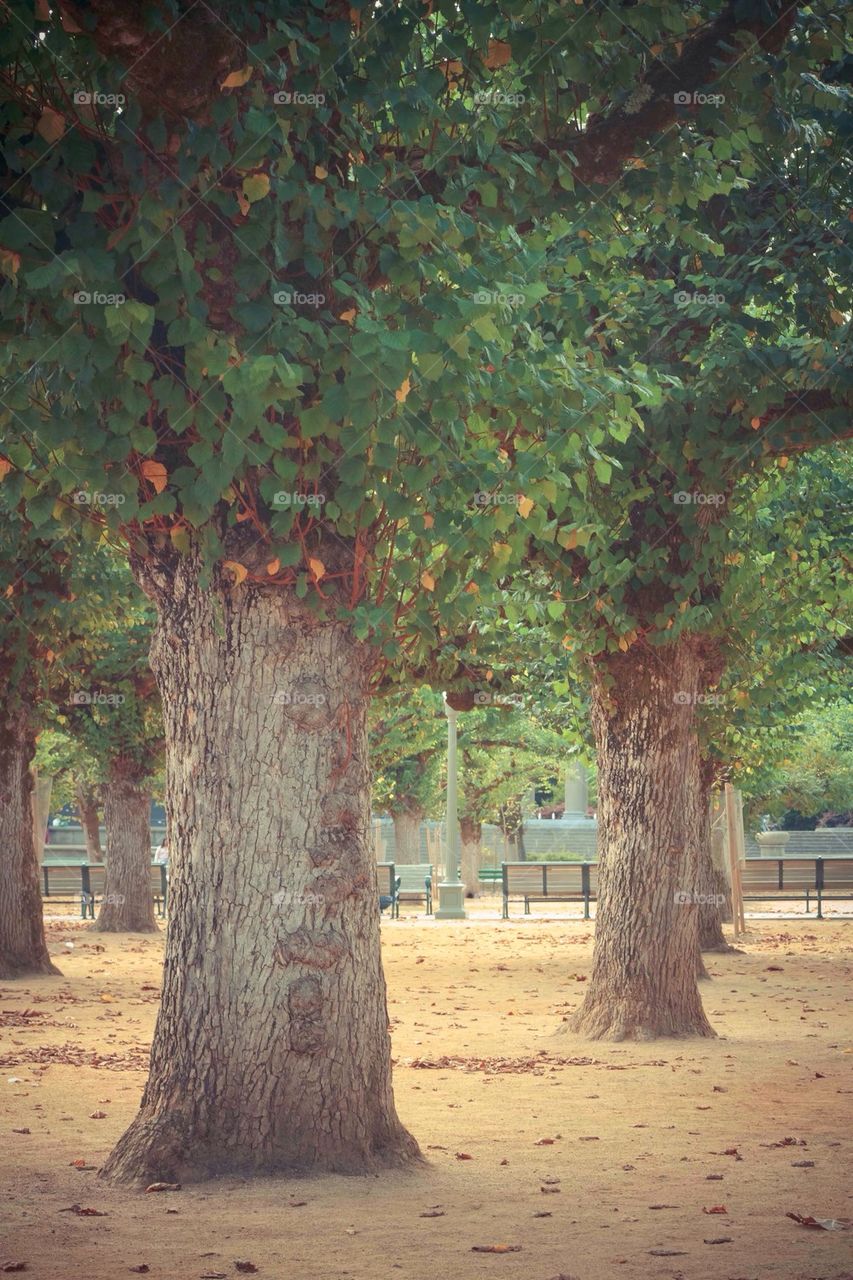 A Family of Trees