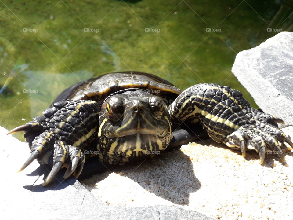 turtle's sunbath