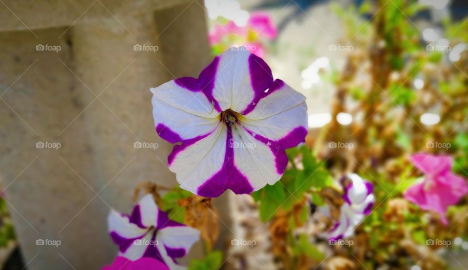 Surfinia Petunia.